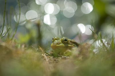 Close-up of frog on plant