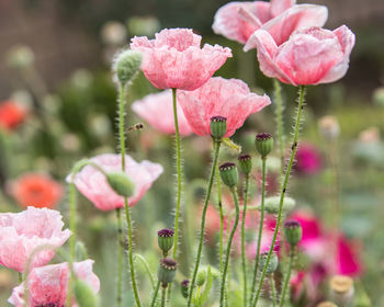 Close-up of pink flowering plant