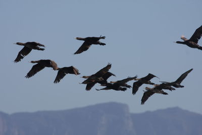 Low angle view of birds flying against clear sky