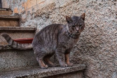 Portrait of cat sitting on wall