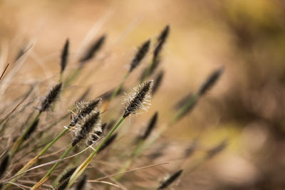 A beautiful cotton grass in a swamp in early spring