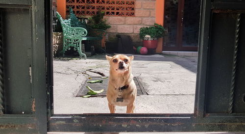 Dog looking at entrance of window