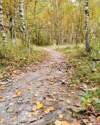 Autumn leaves on footpath in forest