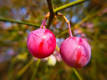 Close-up of strawberry hanging on plant