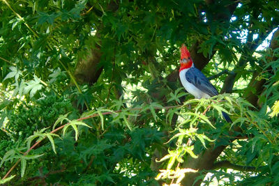 Bird perching on a tree