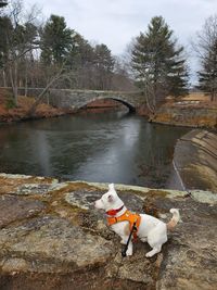 A dog, a bridge and a river