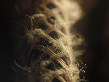 Close-up view of sunlight