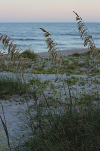 Close-up of grass by sea against sky