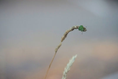 Close-up of plant against sky