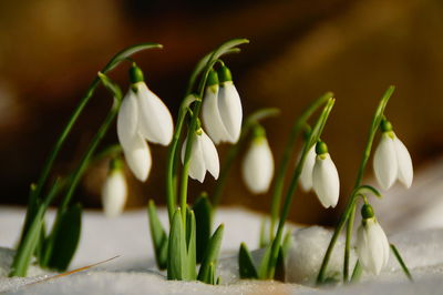 Close-up of white crocus blooming outdoors