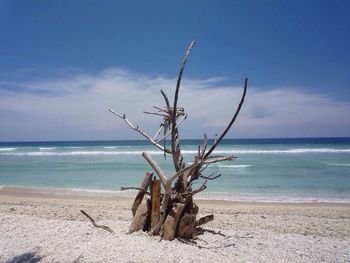 Driftwood on beach against sky