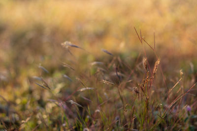 Close-up of crops on field