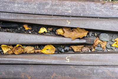 High angle view of dry leaves on metal fence