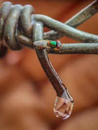 Close-up of rusty chain