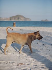 Dog on the beach