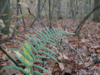 Close-up of plant