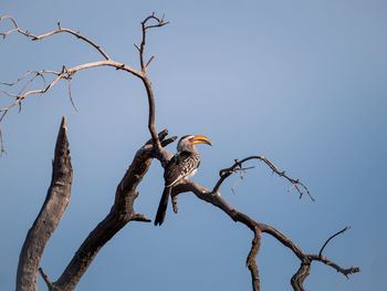 Low angle view of hornbill perching on bare tree against clear sky