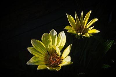 High angle view of yellow flowering plant against black background