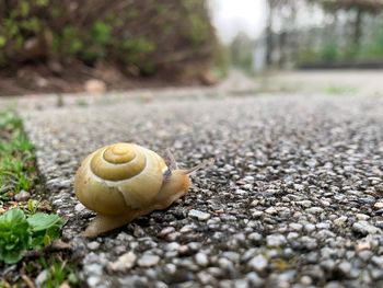 Close-up of snail on road