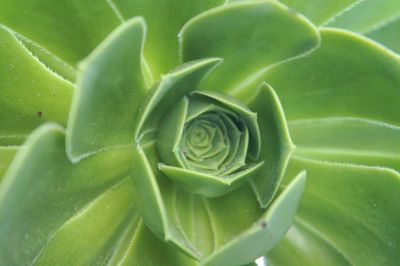 Close-up of succulent plant