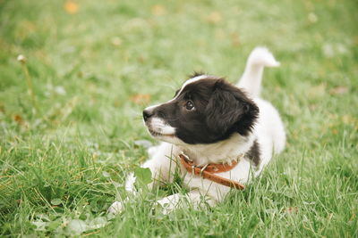 Dog looking away on field