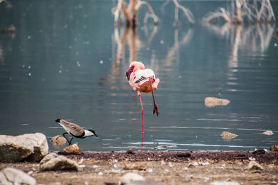 Close-up of birds perching on lake