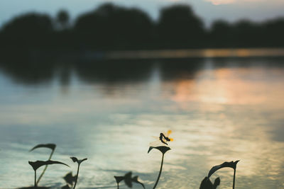 Close-up of flowering plant against lake