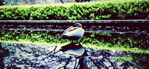 Close-up of birds