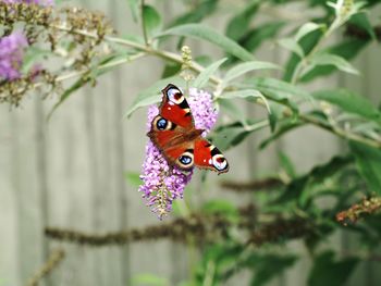 Close-up of butterfly pollinating on purple flower