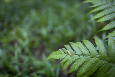 Close-up of fern leaves