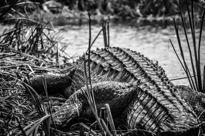 Rear view of crocodile resting on riverbank