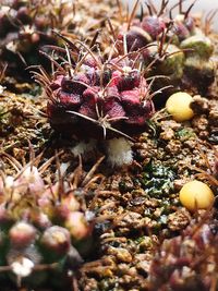 Close-up of cactus