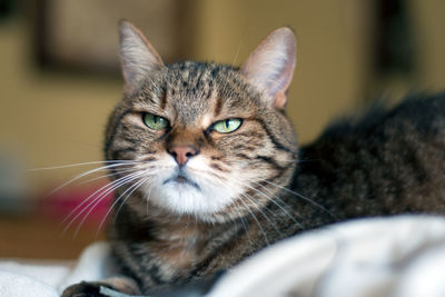 Closeup of a grumpy tabby female cat. she has big green eyes and whiskers, and tiny mouth