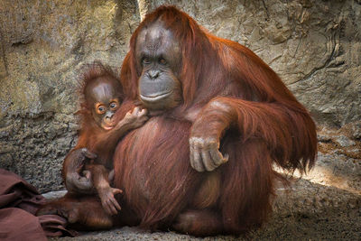 Orangutan with infant sitting against wall at zoo