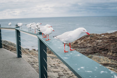 Seagull perching on railing by sea against sky