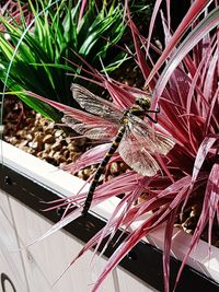 Close-up of butterfly on plants