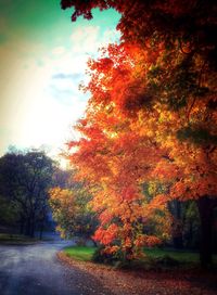 Road passing through forest