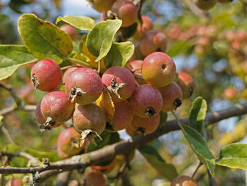 Close-up of berries growing on tree