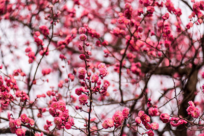 Close-up of pink cherry blossoms in spring