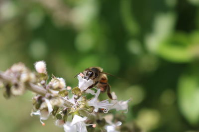 Close-up of bee pollinating on flower