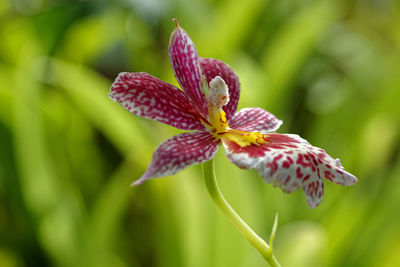 Beautiful three colors orchid flower on green background, detailed photo of tropical flower