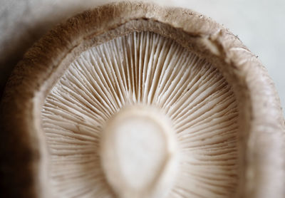 High angle view of mushrooms