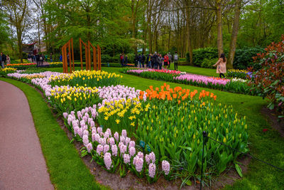 View of flowering plants in garden