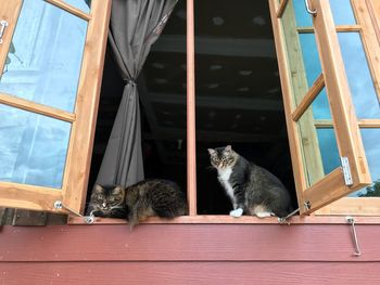 Cats sitting on window