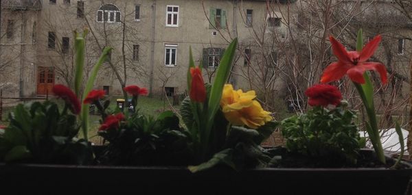 Close-up of flowers in pot