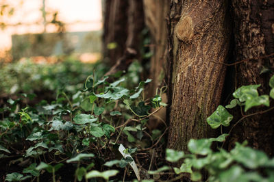 Close-up of tree trunk in forest