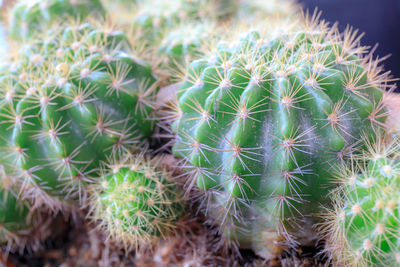 High angle view of succulent plant