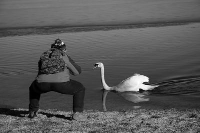 View of swan on beach