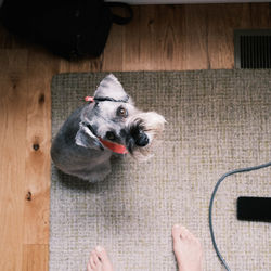 High angle view of dog on table