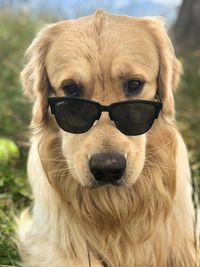 Close-up of dog wearing sunglasses